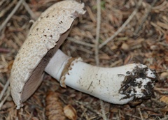 Agaricus augustus