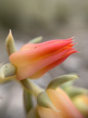 Echeveria