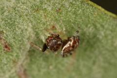 Zygoballus rufipes