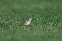 Calidris subruficollis