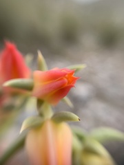 Echeveria