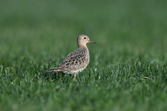 Calidris subruficollis