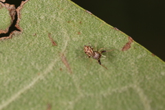 Zygoballus rufipes