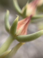 Echeveria