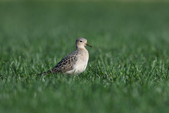 Calidris subruficollis