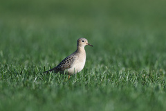 Calidris subruficollis