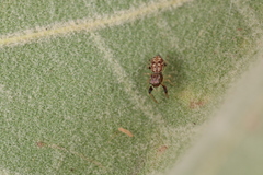 Zygoballus rufipes