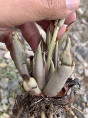 Echeveria