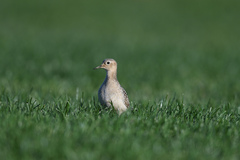 Calidris subruficollis