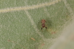 Zygoballus rufipes