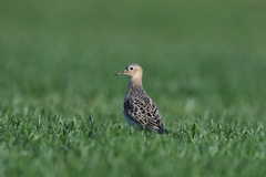 Calidris subruficollis