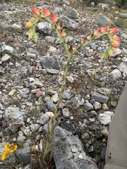 Echeveria