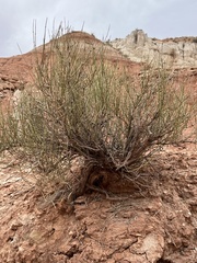 Ephedra torreyana