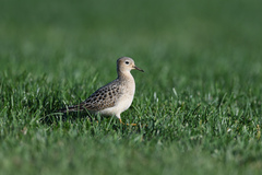 Calidris subruficollis