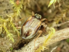 Bembidion