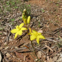 Bulbine bulbosa