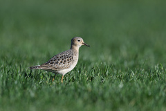 Calidris subruficollis