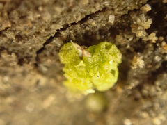 Botrydium