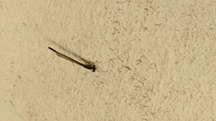 Ischnura fluviatilis