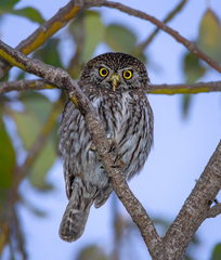 Glaucidium nana