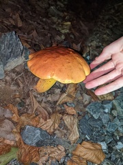 Cyanoboletus pulverulentus