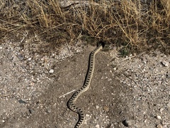 Pituophis catenifer deserticola