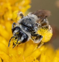 Andrena isocomae