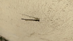 Ischnura fluviatilis