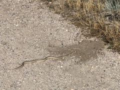 Pituophis catenifer deserticola