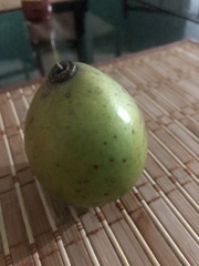 Crescentia cujete