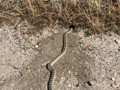 Pituophis catenifer deserticola