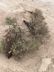 Atriplex confertifolia