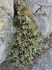 Penstemon newberryi