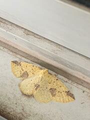 Periclina apricaria