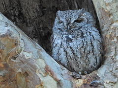 Megascops kennicottii