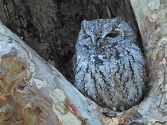 Megascops kennicottii