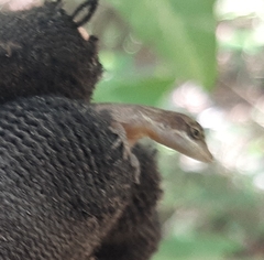 Anolis rodriguezii