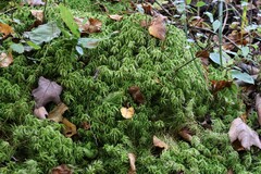 Sphagnum girgensohnii