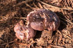 Gomphidius glutinosus