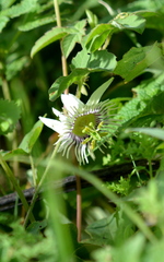 Passiflora bryonioides