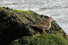 Calidris maritima