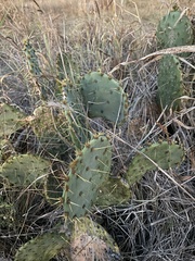 Opuntia lindheimeri