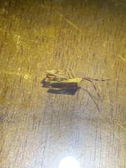 Chondrocera laticornis