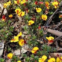 Pultenaea pedunculata