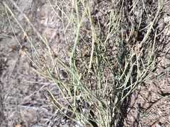 Lygodesmia juncea