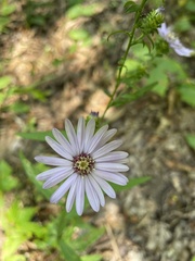Symphyotrichum retroflexum