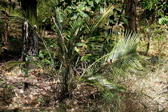 Macrozamia communis