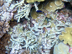 Porites cylindrica