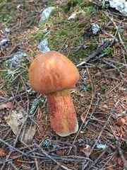 Boletus subvelutipes