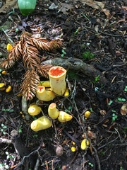 Turbinellus floccosus